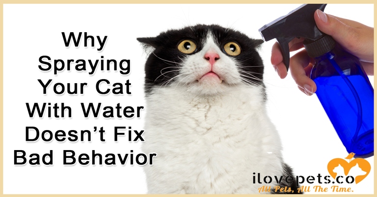 It is important to understand your cat's behavior before you decide to spray them with water.