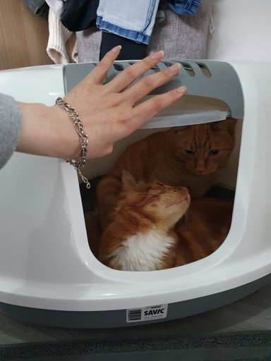 It is okay for a single cat to have litter boxes close to each other because it gives them more options to choose from and they are less likely to be offended by another cat's scent.