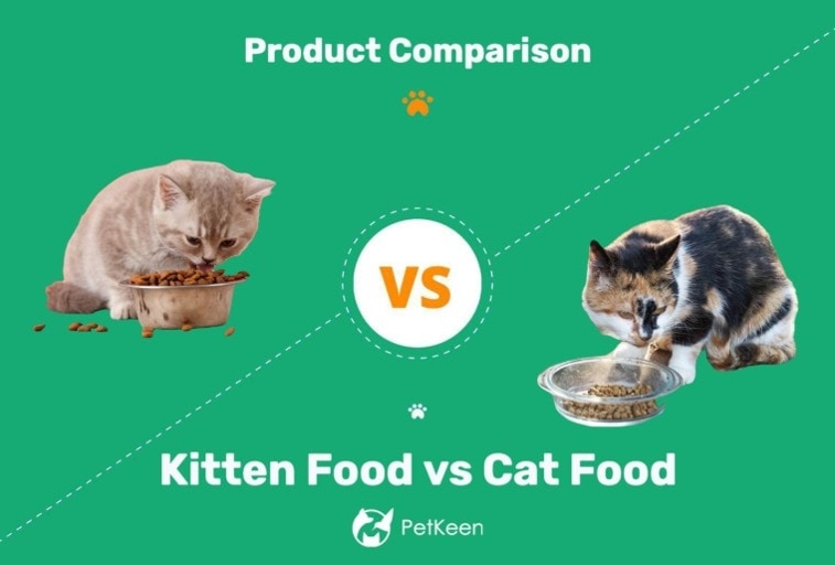 Kitten food is designed to be higher in calories and protein to support a growing kitten, while cat food is designed for maintenance of an adult cat.