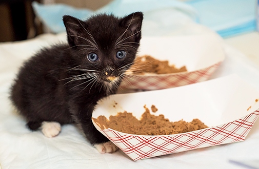 Kittens have different nutritional needs than adult cats, so it's important to feed them food that is specifically designed for kittens.