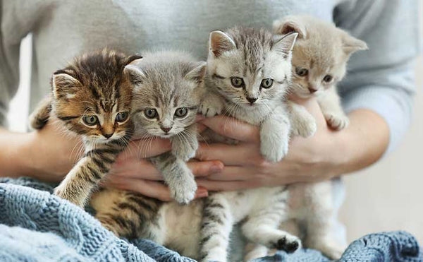 Kittens within the same litter can have different fathers, which is a result of the female cat's promiscuous mating habits.