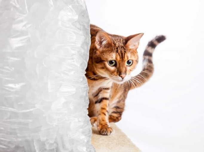 Kitty brain freeze is a condition that can occur when a cat drinks ice water too quickly.