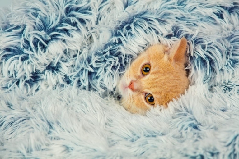 Kitty See, Kitty Do: Cats like to go under covers and blankets because they feel safe and secure.