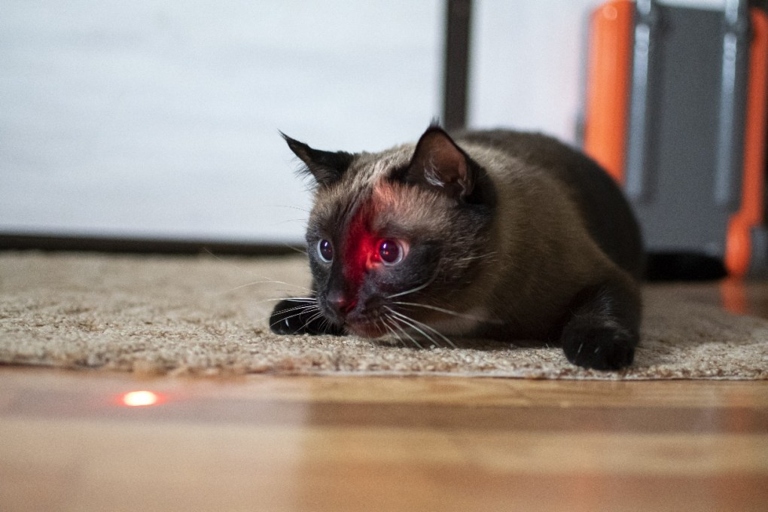 Laser pointers may be bad for your cat's health.