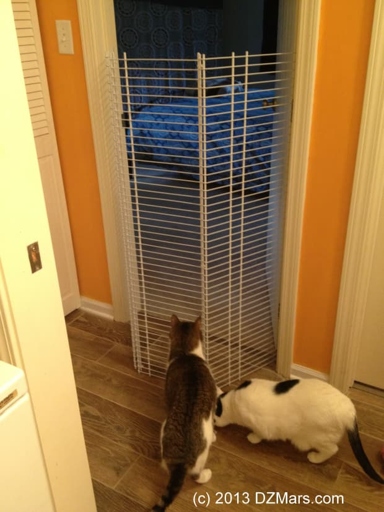 Let your new cat see the old cat through a barrier such as a door with a pet gate, or a window.