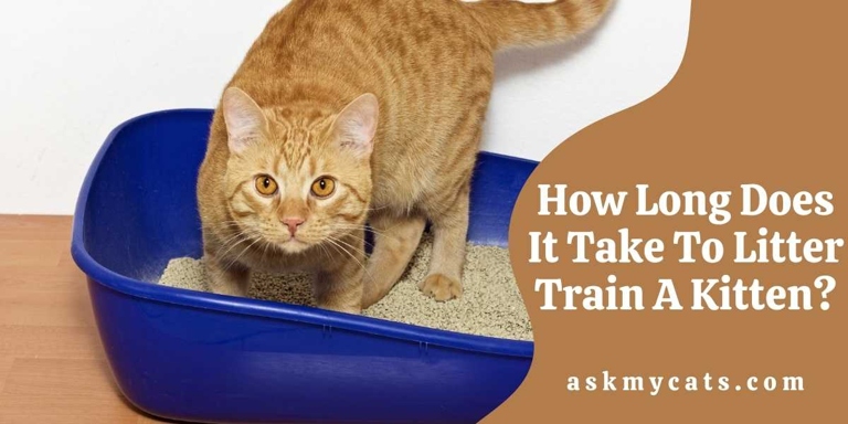 Litter training a kitten is relatively easy and only takes a few days.