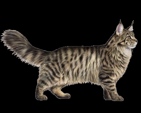 Maine Coon cats are one of the oldest natural breeds in North America and are known for their large size, gentle dispositions, and thick, soft fur.