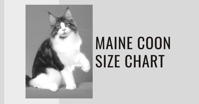 Maine Coon Growth Chart – What To Know So Maine Coon Could Grow:

Maine Coon cats are one of the largest domesticated cat breeds and can take up to four years to reach their full adult size.
