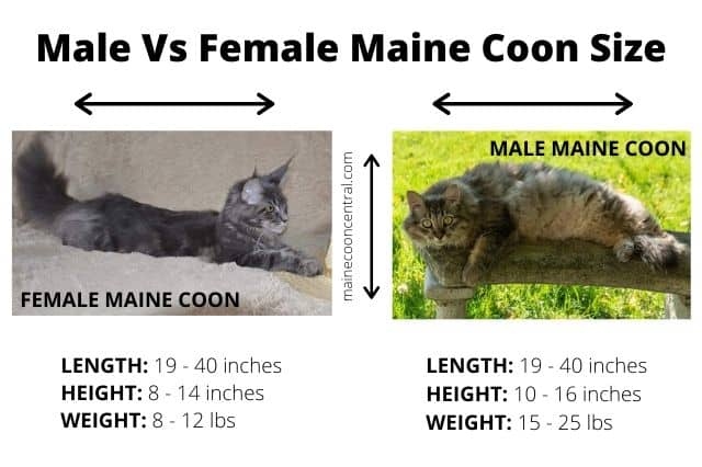 Maine Coon Growth Chart - Gender: Male Maine Coons will typically be larger than females.