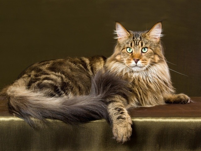 Maine Coons are one of the healthiest cat breeds.