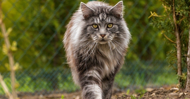 Maine coons are one of the largest domesticated cat breeds and can take up to 5 years to reach their full size.