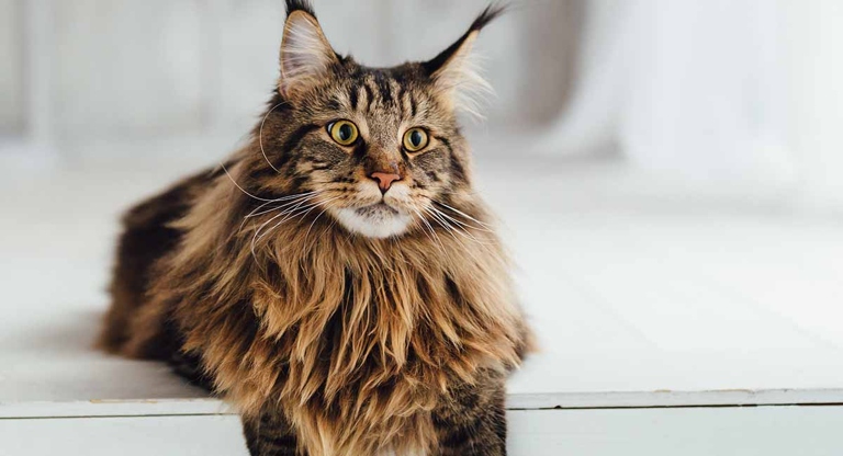 Maine Coons are one of the most popular cat breeds, and for good reason. They are gentle giants that love to be around people, and are relatively easy to care for.