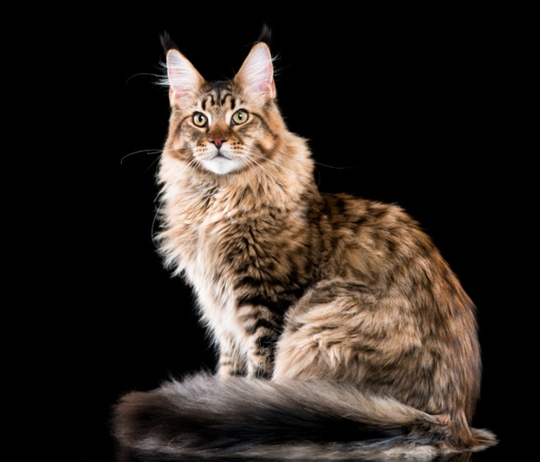 Maine Coons are one of the most popular cat breeds and they are known for being very active.