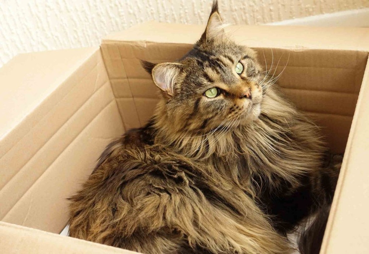 Maine Coons are one of the most popular cat breeds, and they're also one of the most adaptable.