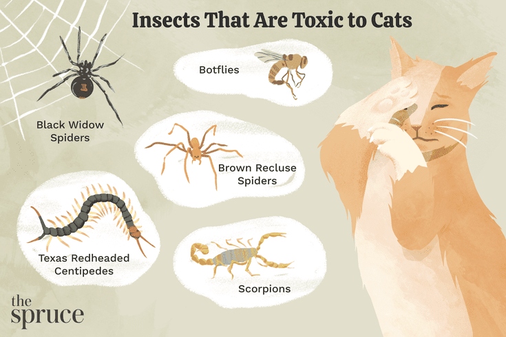 Many bugs are venomous or toxic, and can be harmful to cats if ingested.