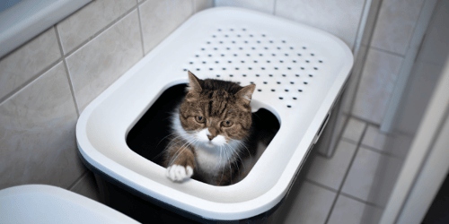 Many cat owners have found that their cats want to follow them into the bathroom already, and a litter box in the bathroom is the perfect solution.