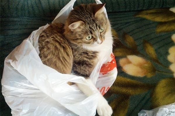 Many cats enjoy peeing on plastic bags because the bags make a crinkly noise when they are moved.