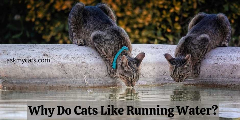 Many cats enjoy the taste of moving water because it is fresher than still water.