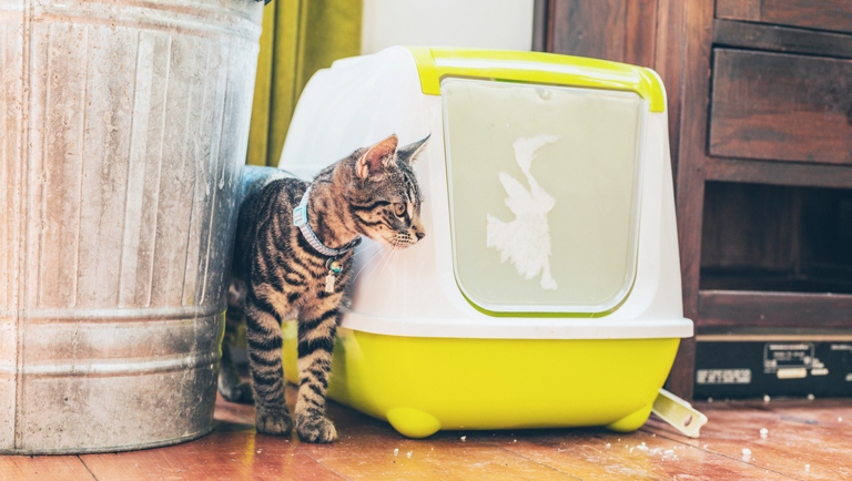 Many people believe that because of limited space, it is not possible to have a litter box high up.