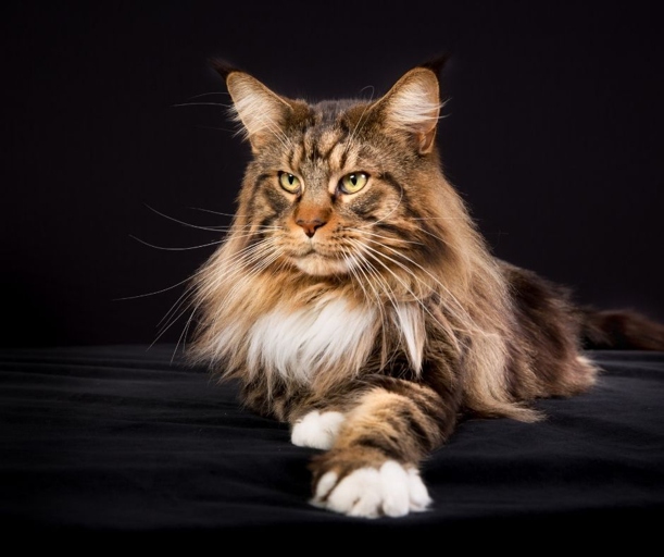 Mixed or purebred, a Maine Coon will grow to be a large, lovable cat.