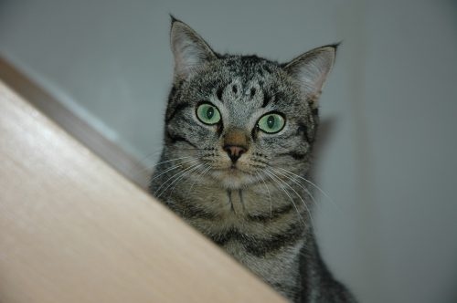 Mood swings are a common symptom of ADHD in cats.