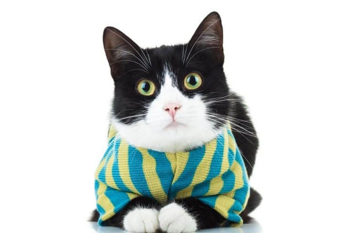 Most cats don't like having clothes put on them, but you can try to make it a positive experience by using rewards.