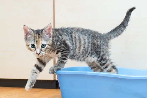 Most cats will naturally begin to use the litter box around 3-4 months of age.