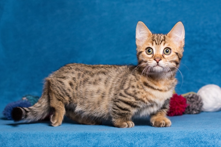 Munchkin cats are a popular breed, and they can cost anywhere from $600 to $1,200.