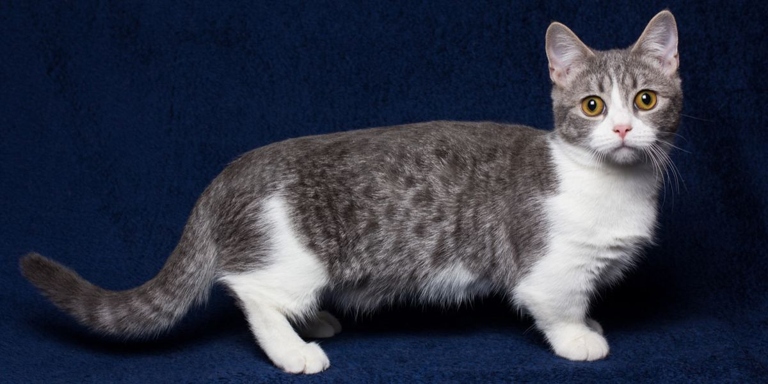 Munchkin cats are relatively low-maintenance when it comes to grooming, as they do not require regular baths and their short fur is easy to brush.