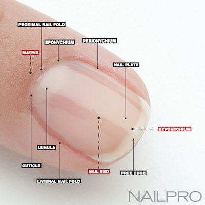 Nail anatomy is important to understand in order to maintain healthy nails.