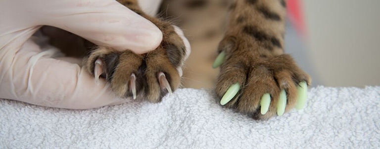 Nail caps are a safe way to protect your cat's nails from overgrowth, but they may not be suitable for all cats.