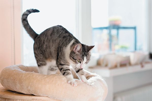 Nesting behavior is a common behavior among cats that involves them kneading their paws on a soft surface.