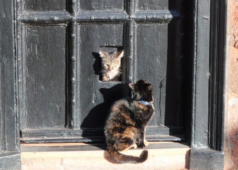 Newton is thought to have created the first cat door in order to allow his cat to enter and exit his home without disturbing him.