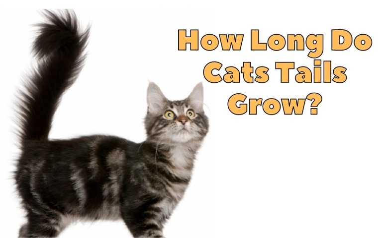 No, a cat's tail does not grow as they age.