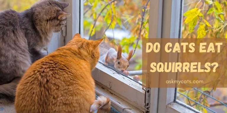 No, an indoor cat will not eat a squirrel.