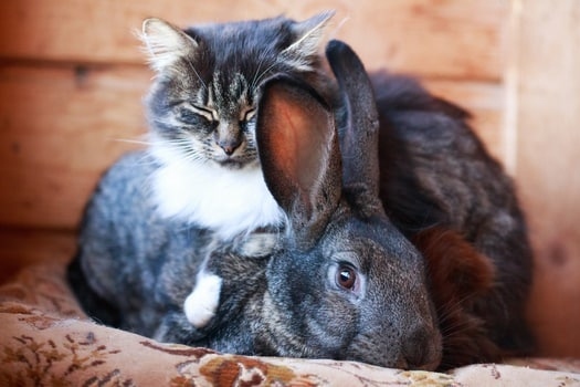 No, cats and rabbits do not get along.