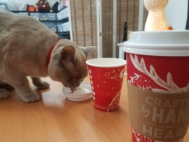 No, cats cannot eat pupuccinos from Starbucks.