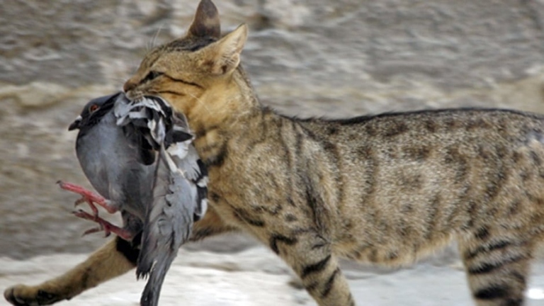 No, cats do not eat birds.