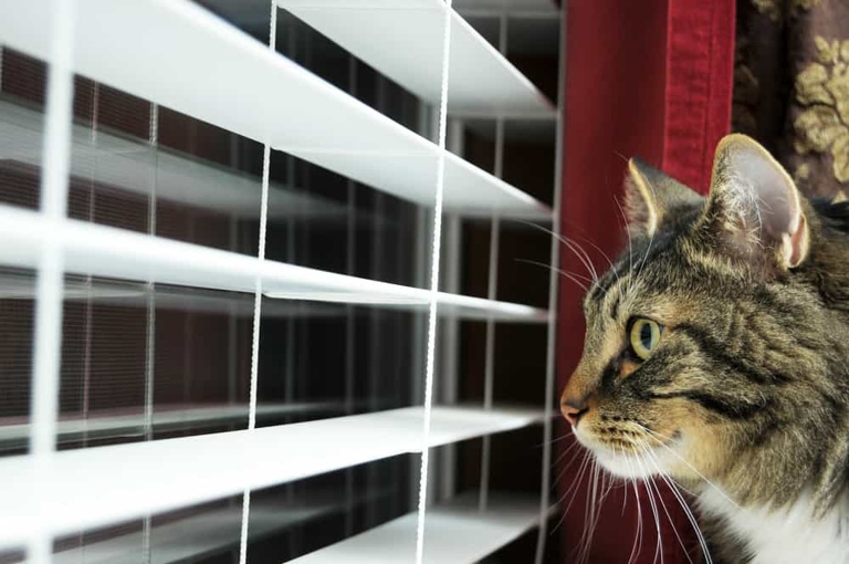 No, cats do not feel abandoned when you go on vacation.