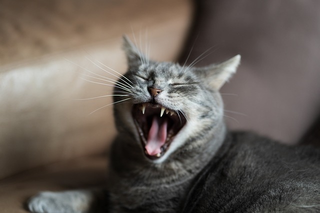 No, cats do not get toothaches.