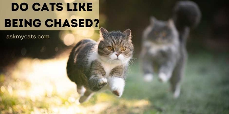 No, cats do not like to be chased.