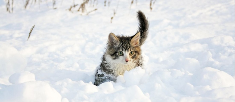 No, cats do not need a winter coat because they are able to generate enough heat to keep themselves warm.