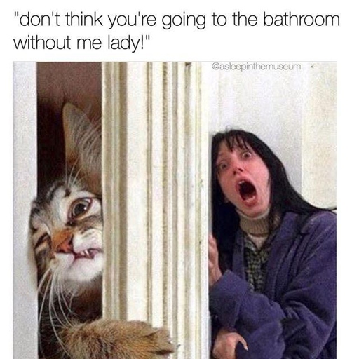 No, it is not normal for your cat to follow you to the toilet.