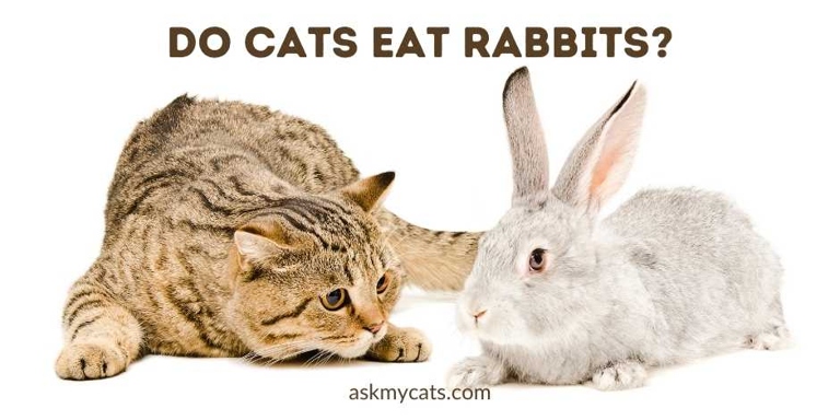 No, it is not safe for cats to eat wild rabbits.