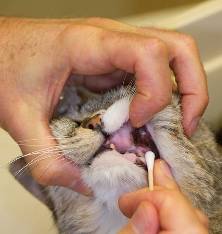 No, you are not supposed to brush a cat's teeth.