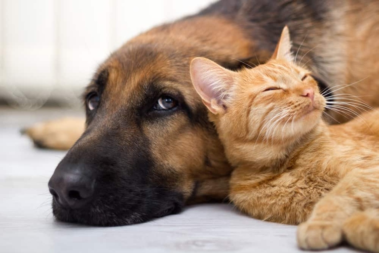 One possible reason for a cat biting a dog's neck is that the cat is trying to assert dominance over the dog.