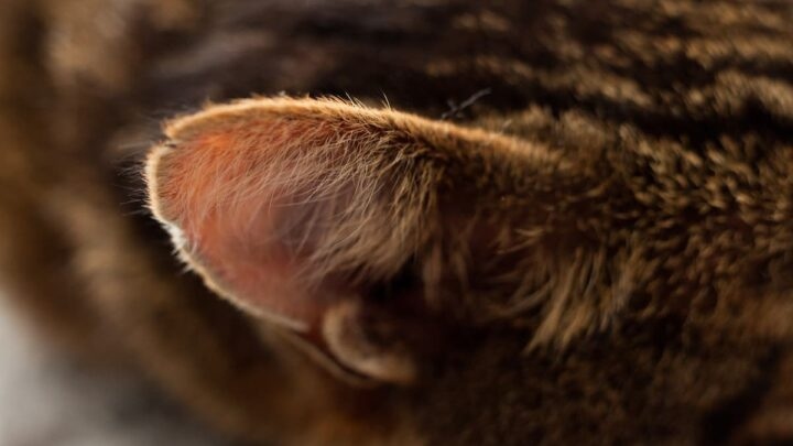 One possible reason for your cat's hot ears is allergies.
