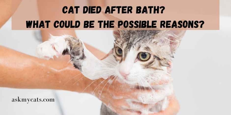 One possible reason your cat is licking their fur after bathing with shampoo is that they don't like the way the shampoo smells.
