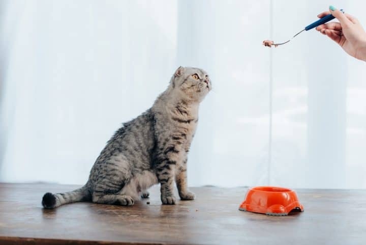 One possible reason your cat is scratching around his food is because he is caching it.