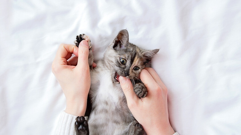One possible reason your cat may bite you after being petted is that they've had enough and are trying to communicate this to you in the only way they know how.